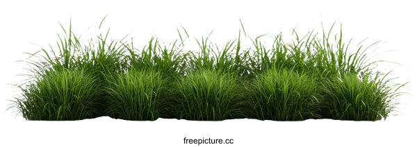 [Transparent Background PNG]Fresh Green Grass Border