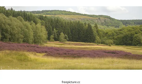 Beautiful Landscape of Forest and Meadow