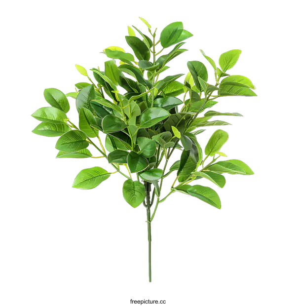 [Transparent Background PNG]Green Artificial Plant Bush with White Background