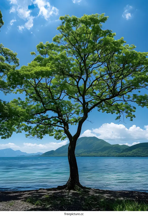 The green foliage of a single tree is reflected in the calm water of a lake with a mountainous background