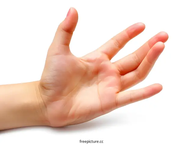 A hand with five fingers