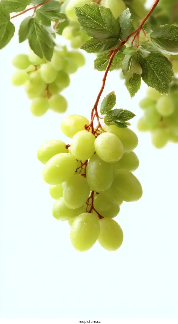 Fresh Green Grapes Hanging from Vine