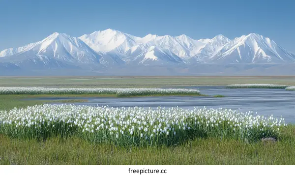 Snowy Mountains and White Flowers in a Meadow