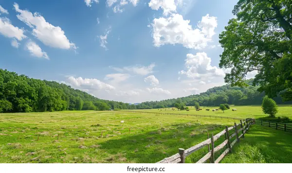 Herd of Cows Grazing in a Lush Green Valley