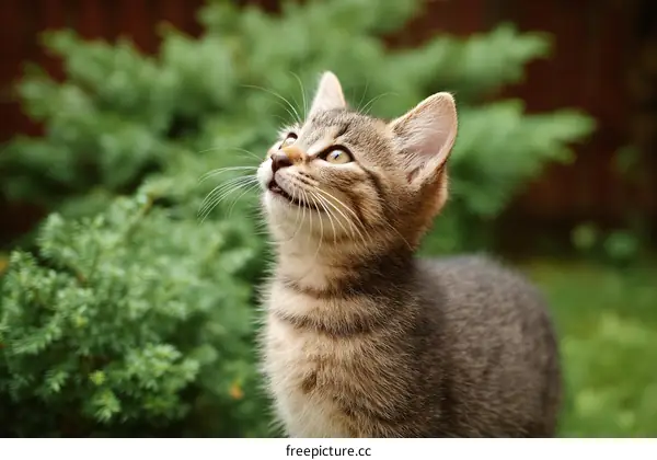 Adorable Kitten Looking Up in Garden