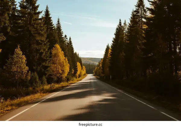 A peaceful road surrounded by tall trees in autumn season