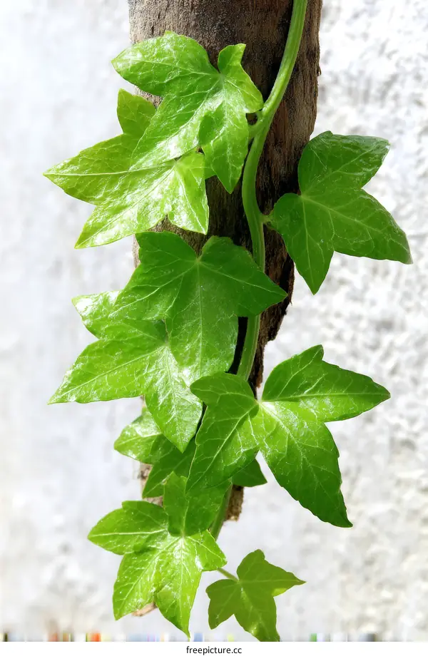 Close up of vibrant green ivy leaves clinging to a branch