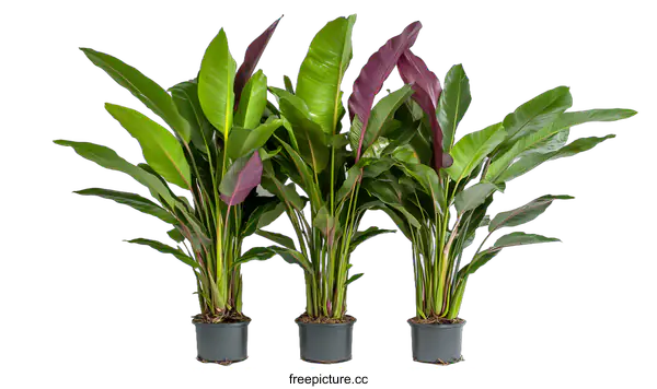 [Transparent Background PNG]Three Tropical Plants With Green Leaves And Red Stems In Black Pots