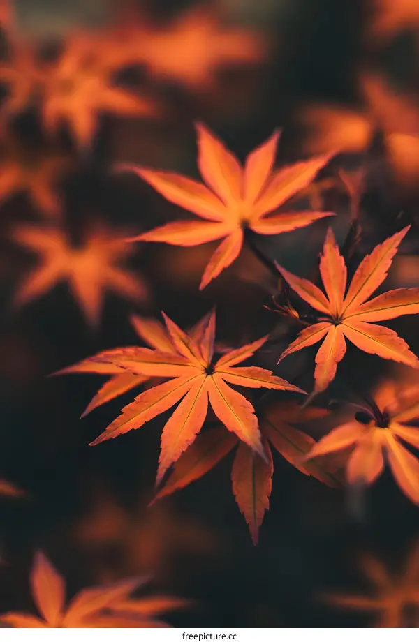 Close Up of Orange Leaves in Autumn