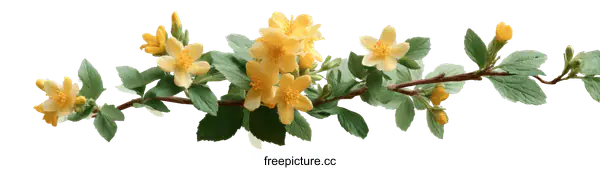 [Transparent Background PNG]Delicate Branch with Blooming Yellow Flowers