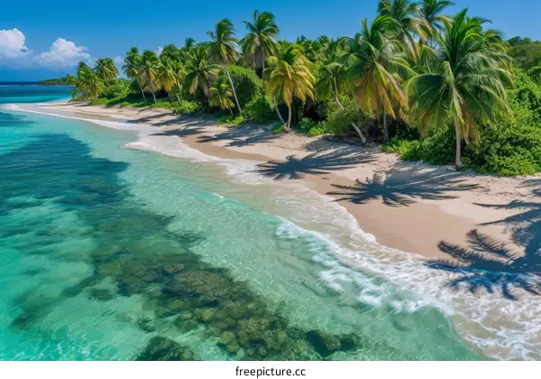 Beach with palm trees and white sand