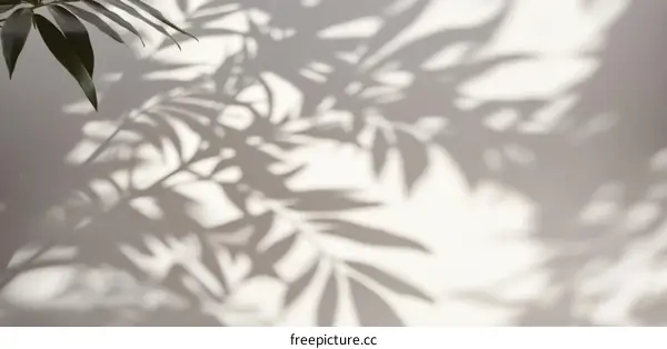Elegant Shadow Play of Tropical Leaves on a Light Wall