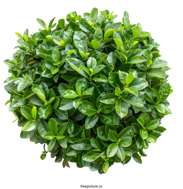 [Transparent Background PNG]Green Bush Leaves Isolated On White Background