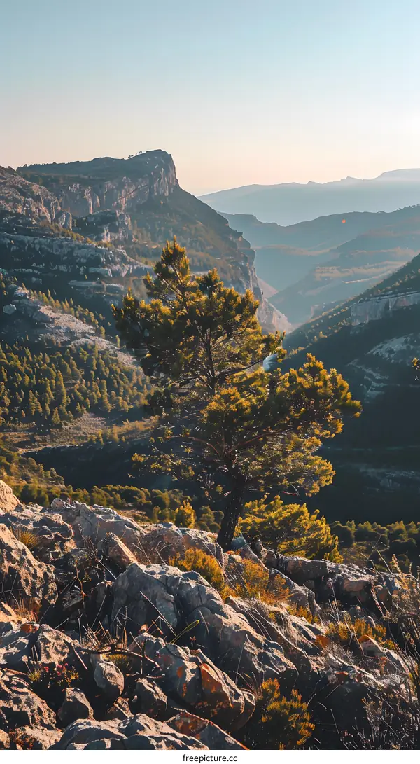 Mountain View with Pine Tree and Rocky Landscape