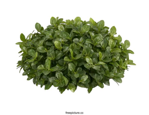 [Transparent Background PNG]Green Bush Plant with White Background