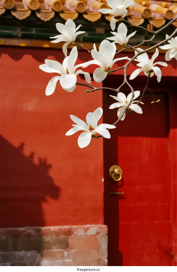 White Magnolia Blossoms Against Red Traditional Chinese Door