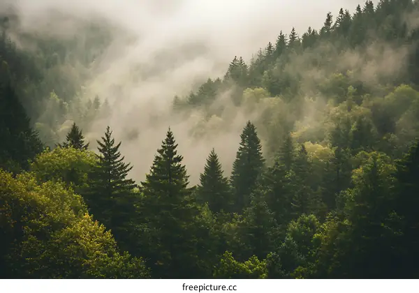 Misty Forest Landscape