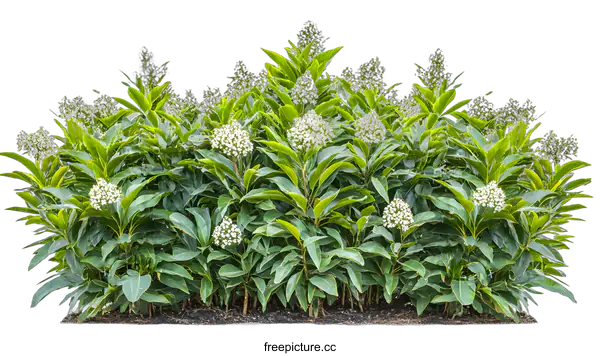 [Transparent Background PNG]Green Bush With White Flowers Isolated On White Background