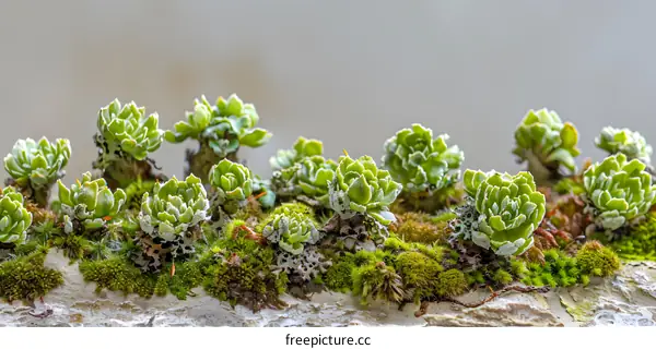 Close Up Green Succulents On Bark