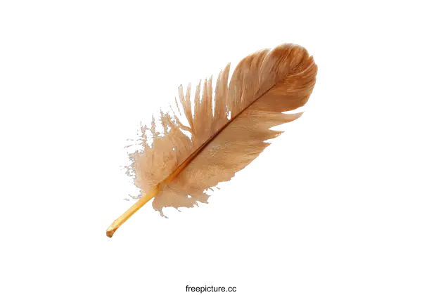 [Transparent Background PNG]Single Feather on a White Background