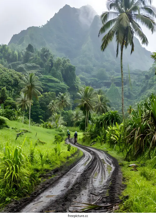 Mountain Biking Through Lush Green Tropical Rainforest