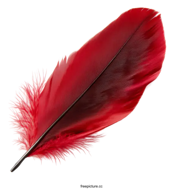 [Transparent Background PNG]Close Up of a Vibrant Red Feather