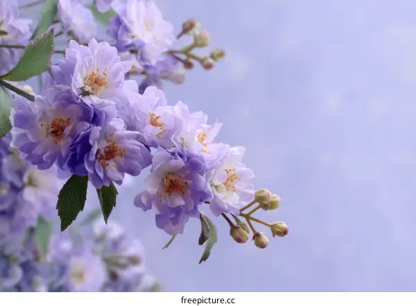 Delicate Lavender Blossoms in Soft Light