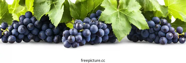Fresh Bunches of Blue Grapes with Leaves