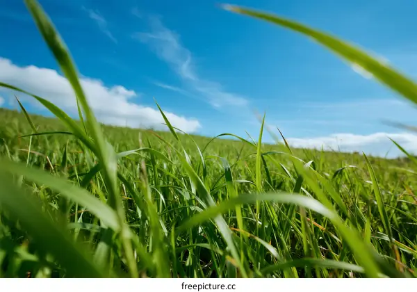 Vibrant Green Grass Under a Clear Blue Sky