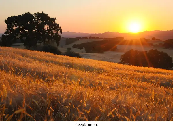 Golden Wheat Field Sunset Landscape