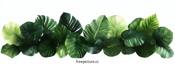 Tropical Leaf Arrangement Background Image
