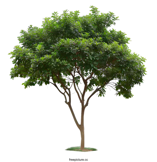 [Transparent Background PNG]Green Tree Isolated on White Background