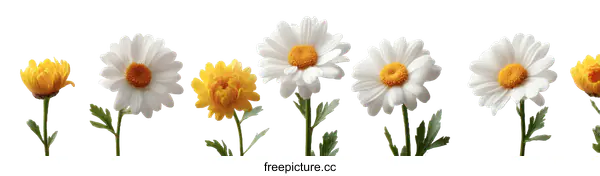 [Transparent Background PNG]Beautiful White and Yellow Flowers in a Row