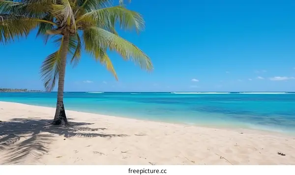 Beach with palm trees and white sand