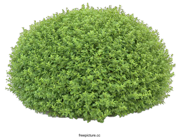 [Transparent Background PNG]Green Bush Isolated on White Background