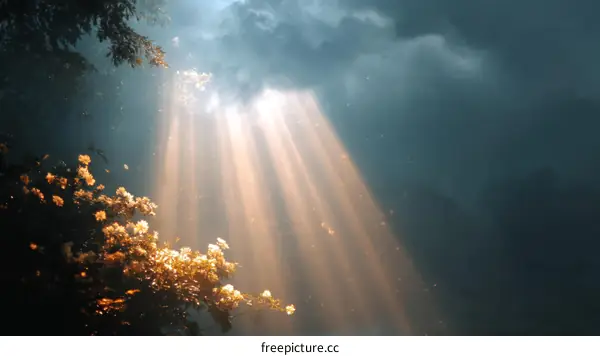 Sunlight Piercing Through Clouds Over Flowers
