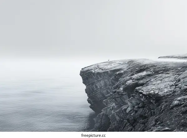 Black and White Photo of a Bird Standing on a Rugged Rocky Cliff Edge