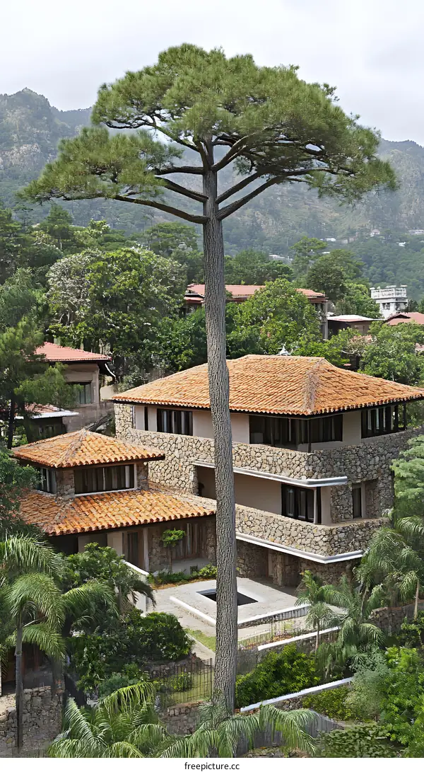 Stone House with Red Tile Roof and Pine Tree