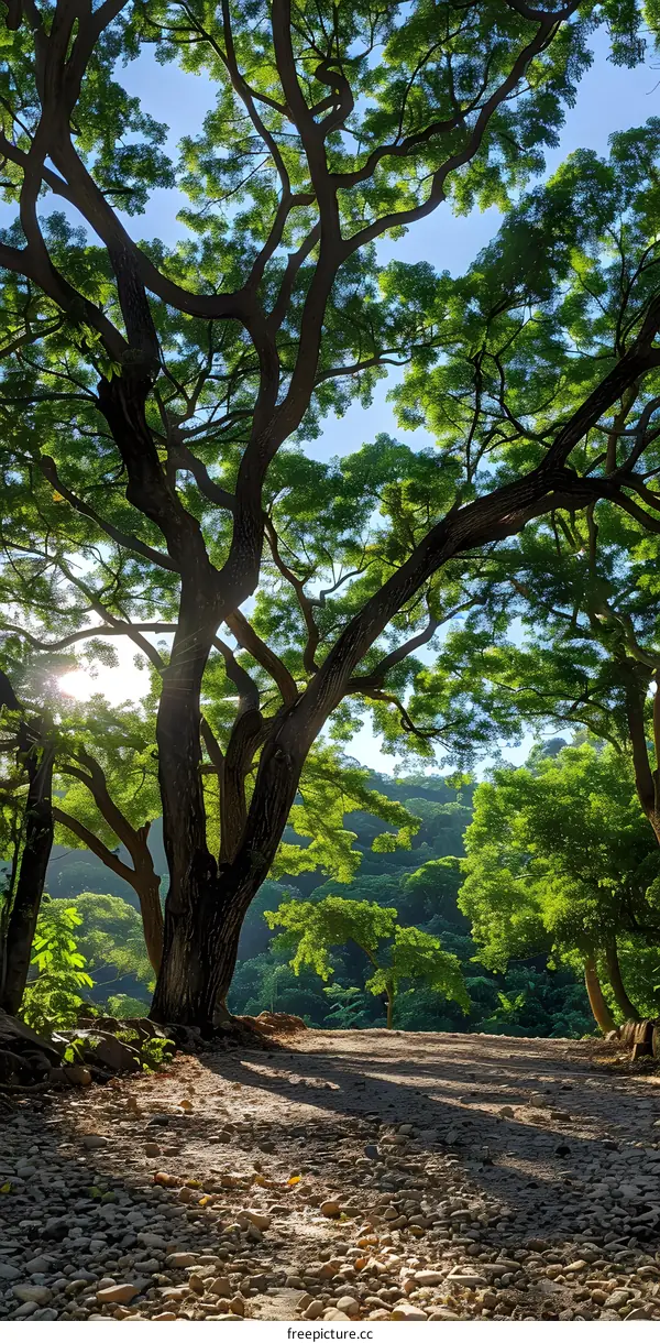 Pathway Under the Canopy