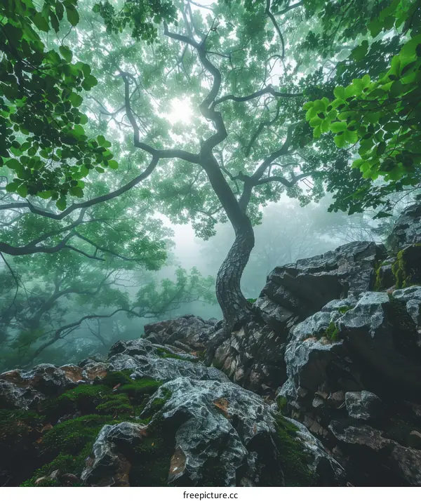 Sunlight Through a Tall Tree in a Misty Forest