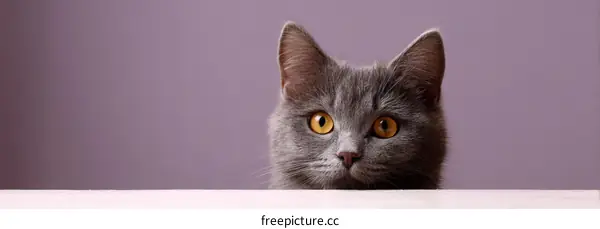 Gray Cat Portrait Against a Lavender Background