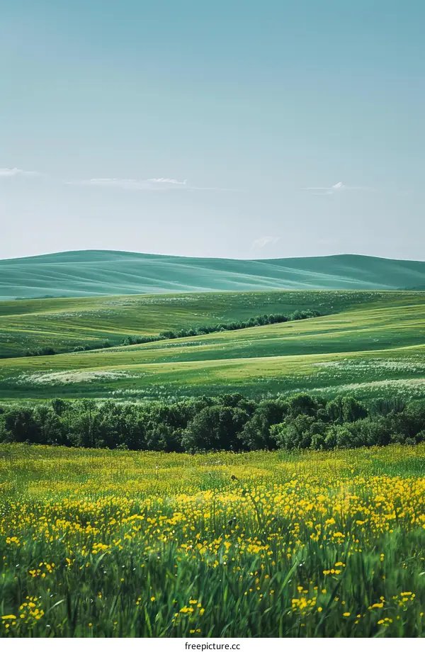 Yellow Wildflowers Bloom on Rolling Green Hills