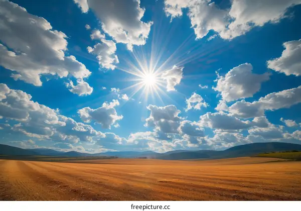 A vast field of wheat under a bright blue sky
