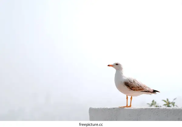 A solitary seagull on a white wall