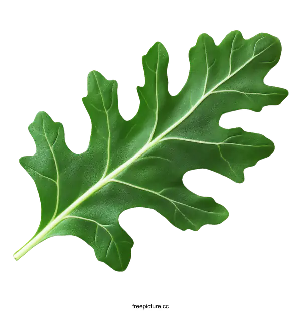 [Transparent Background PNG]Close-up Image of a Vibrant Green Leaf