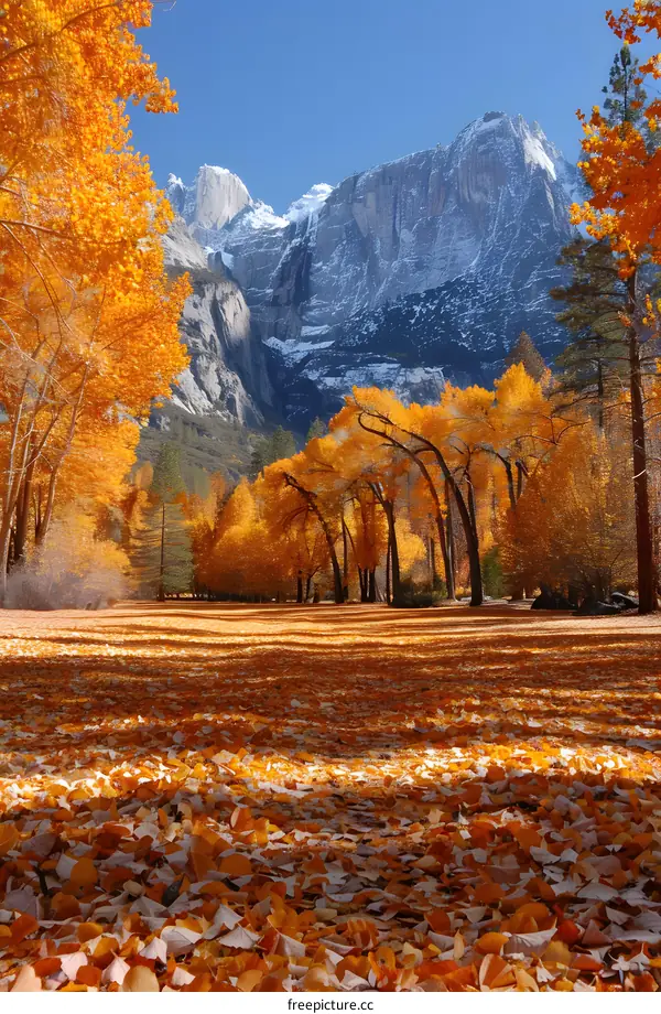 Autumn Colors and Snow Capped Mountains in Yosemite National Park