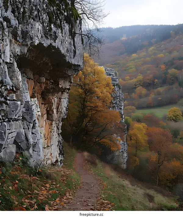 Autumn Foliage Path in the Forest