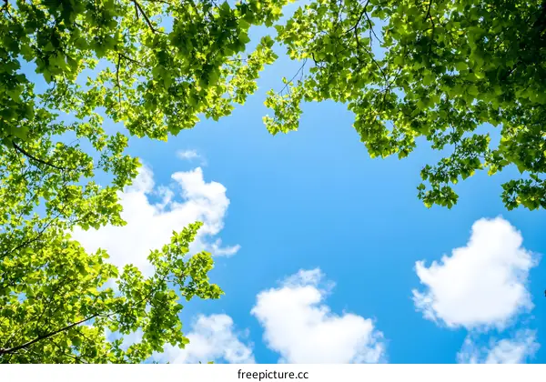 Green Leaves Against a Blue Sky with White Clouds