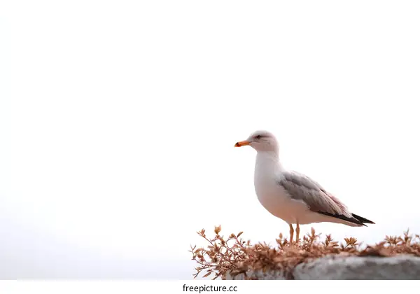 Solitary Seagull Perched on a Wall