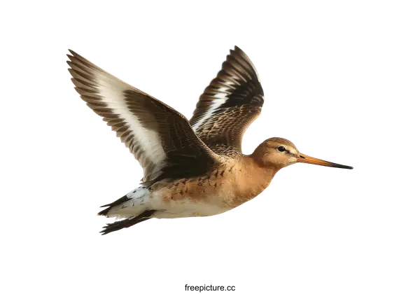 [Transparent Background PNG]Bird in Flight Against White Background